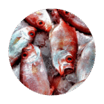 Vietnam Fish