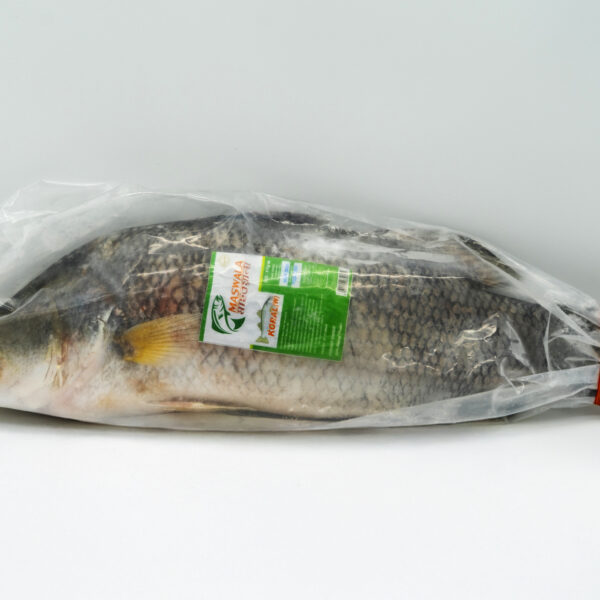 KORAL(BARRAMUNDI)